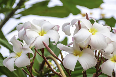 Close-up of white flowering plants in park