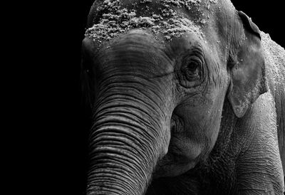 Close-up of elephant