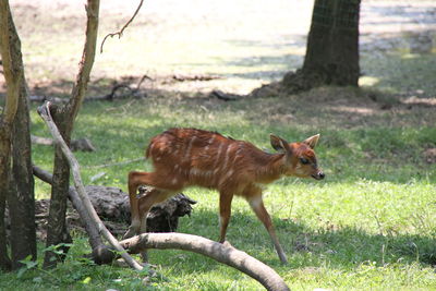 Fawn in forest