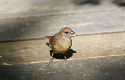 High angle view of bird perching on wood