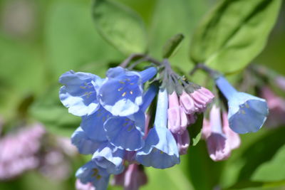 Close-up of purple flowering plant