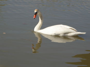 Swan swimming in lake