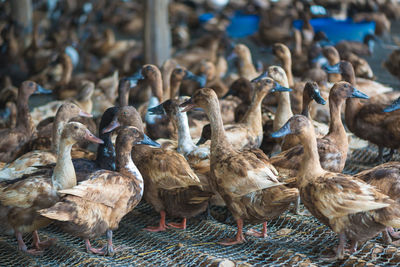 Flock of birds