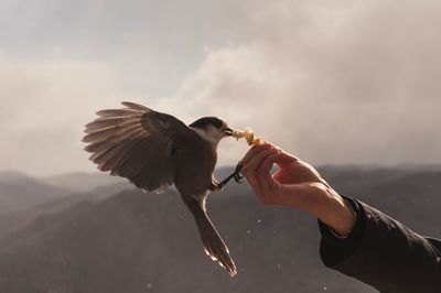 Cropped hand feeding bird