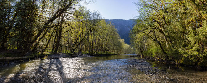 Scenic view of river amidst trees in forest against sky