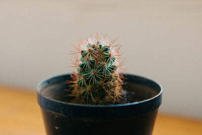 Close-up of potted plant against white background