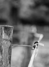 Close-up of rope tied to wooden post