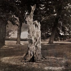 View of tree trunk