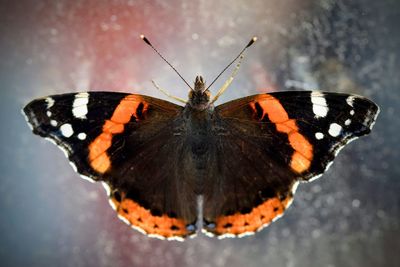 Close-up of butterfly