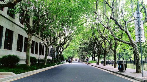 Empty road along trees and plants in city