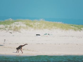 Mid distance view of playful woman practicing cartwheel at beach