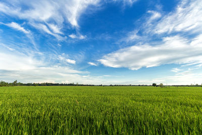 Scenic view of agricultural field against sky