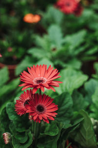 Close-up of red flower