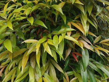 High angle view of leaves