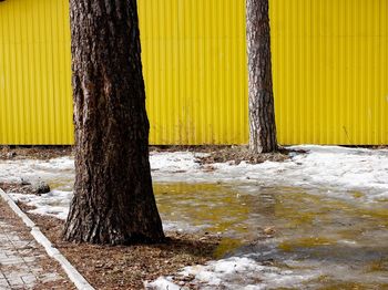 Trees growing by yellow wall in forest