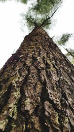 Low angle view of tree trunk
