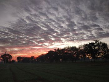 Trees on field against sky during sunset