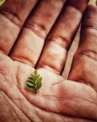 Close-up of human hand holding small leaves