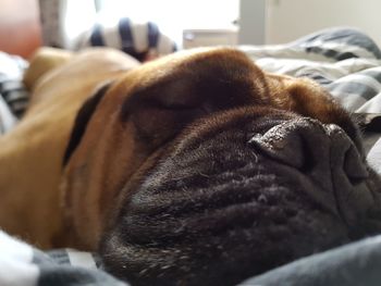 Close-up of hand sleeping dog