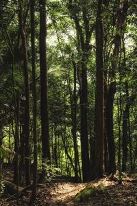 View of trees in forest