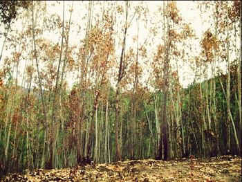 Trees in forest