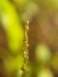 Close-up of green plant