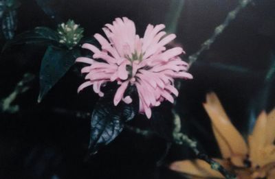 Close-up of pink flower blooming outdoors