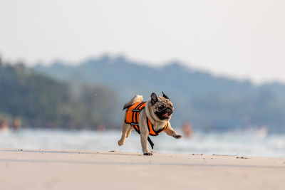 View of a dog running on beach