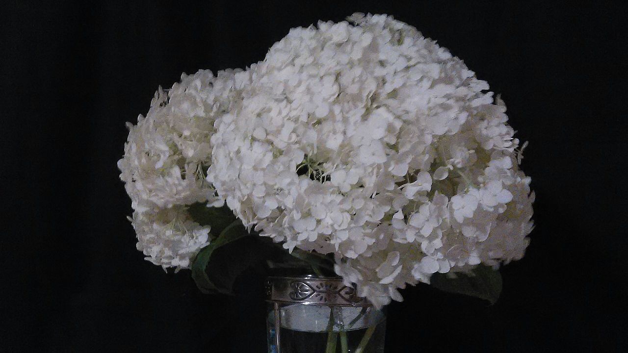 flower, freshness, white color, fragility, petal, flower head, beauty in nature, close-up, growth, nature, bunch of flowers, blossom, white, in bloom, black background, night, blooming, studio shot, botany, no people