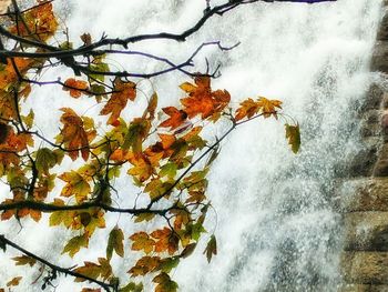 Scenic view of snow covered tree during autumn