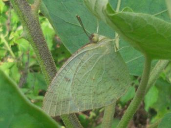 leaf