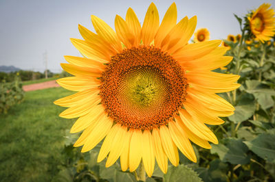 Close-up of sunflower in field against orange sky