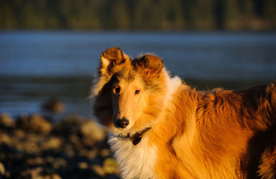 Side view of rough collie