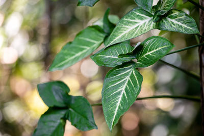 Close-up of fresh green leaves