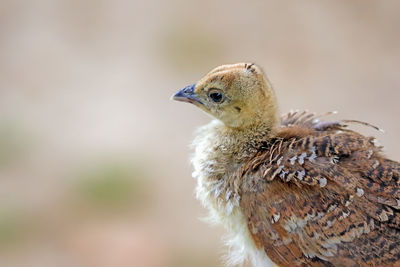 Close up of young bird