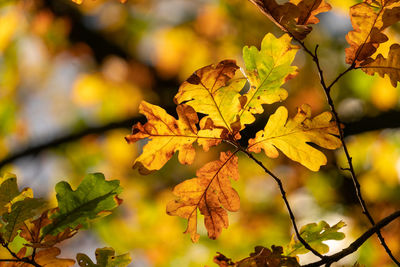 Close-up of yellow maple leaves on branch