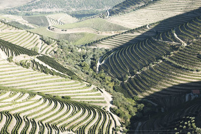 High angle view of agricultural field