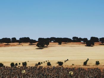 Scenic view of agricultural field against clear blue sky