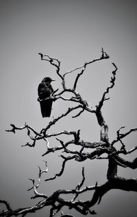 Low angle view of bird perching on branch against sky