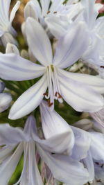 Close-up of white flowering plants