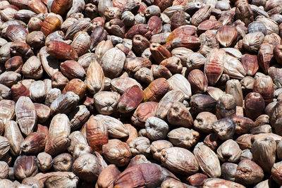 Full frame shot of onions for sale at market