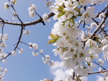 Low angle view of apple blossoms in spring