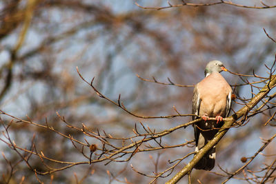 Low angle view of bird perching on branch