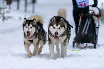 Dogs on snow covered field