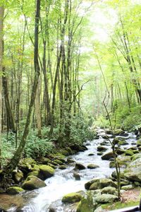 Stream flowing through forest