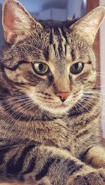 Close-up portrait of cat