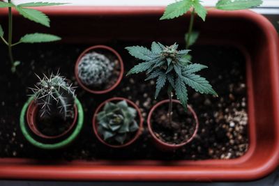 Close-up of potted plant