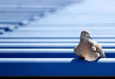 Close-up of bird perching on wall