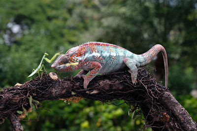 Close-up of a lizard on tree