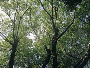 Low angle view of trees in forest